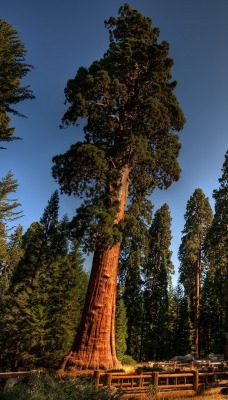 деревья лес trees forest