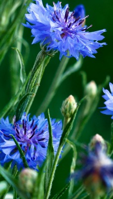 природа цветы синие васильки nature flowers blue cornflowers