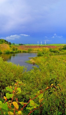 природа трава поле горизонт nature grass field horizon