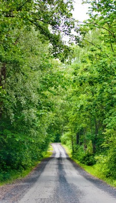 дорога лес road forest