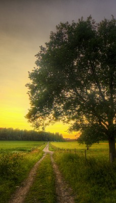 природа деревья поле nature trees field