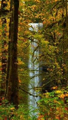 природа деревья листья лес nature trees leaves forest