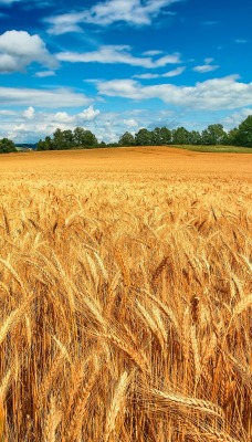 природа поле пшеница небо облака nature field wheat the sky clouds