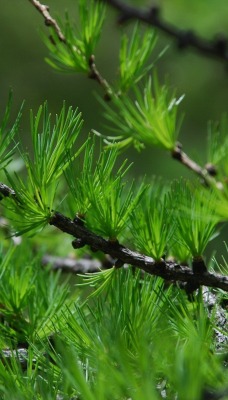 природа ель деревья nature spruce trees