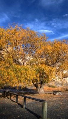 природа деревья скалы небо nature trees rock the sky