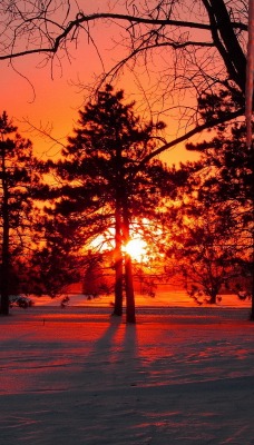 природа деревья снег закат nature trees snow sunset