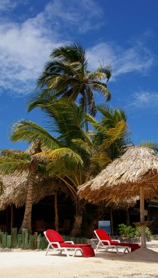 пальмы отдых шезлонги palm trees the rest sun loungers