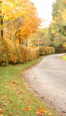 дорога забор кусты road the fence bushes