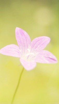 природа цветы розовые nature flowers pink