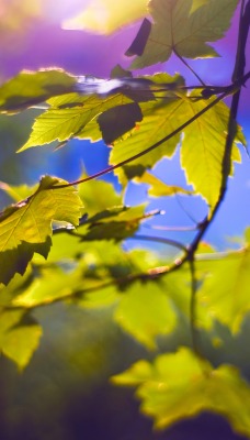 ветка листья branch leaves