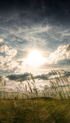 трава поле солнце grass field the sun