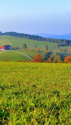 природа поле трава деревья nature field grass trees