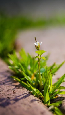 трава камни grass stones