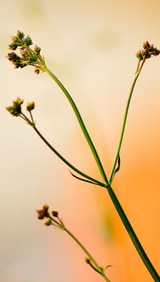 природа животные насекомое бабочки ветка nature animals insect butterfly branch