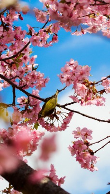 природа деревья сакура nature trees Sakura