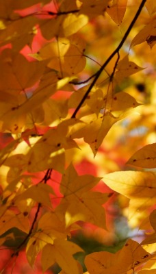 природа осень листья деревья nature autumn leaves trees