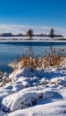 природа река снег зима деревья nature river snow winter trees