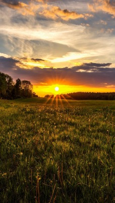 природа солнце небо трава nature the sun sky grass