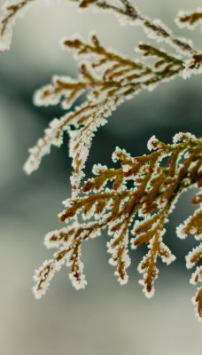 природа ветка зима снег ель nature branch winter snow spruce