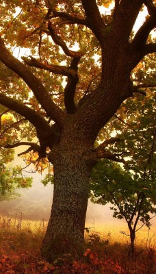 осень дерево дорога autumn tree road