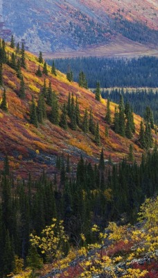 природа деревья nature trees