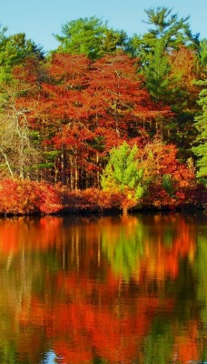 природа деревья река отражение осень nature trees river reflection autumn