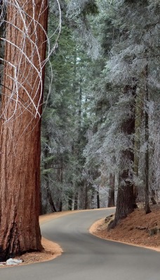 природа лес деревья дорога nature forest trees road