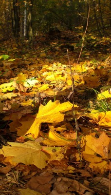 природа деревья листья осень nature trees leaves autumn