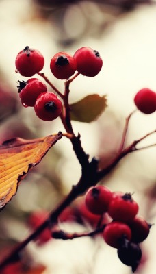 природа ветка листья ягоды nature branch leaves berries