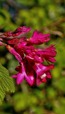 природа листья цветы nature leaves flowers