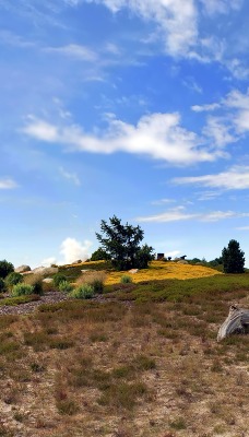 природа горизонт небо облака трава деревья nature horizon the sky clouds grass trees