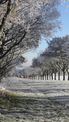 природа деревья снег зима nature trees snow winter