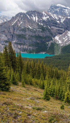 природа горы деревья скалы nature mountains trees rock