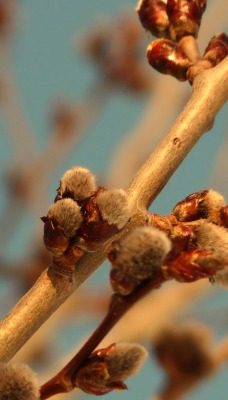 природа деревья ветка почки nature trees branch kidney