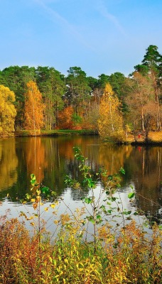 природа деревья река осень nature trees river autumn