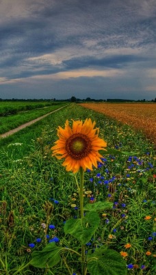 природа поле трава небо облака горизонт nature field grass the sky clouds horizon