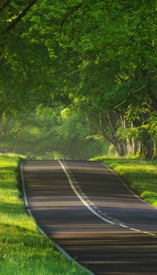 дорога зелень лето road greens summer