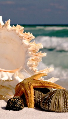 природа раковины ракушки море nature shell shells sea