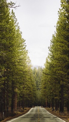 природа nature деревья лес trees forest