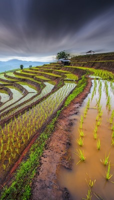 рис природа Таиланд
