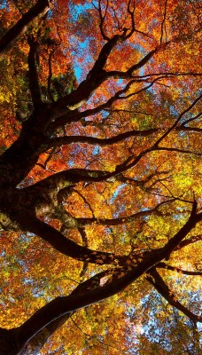 кроны осень деревья лес crown autumn trees forest