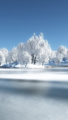 природа деревья зима снег nature trees winter snow