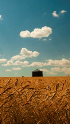 поле небо облака лучи field the sky clouds rays