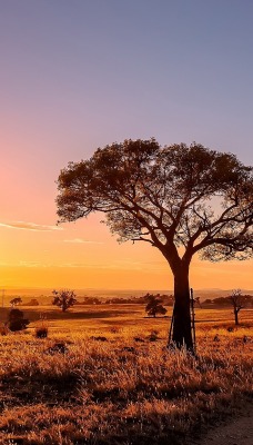 природа деревья солнце поле трава nature trees the sun field grass