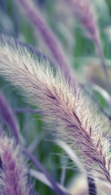 природа трава nature grass