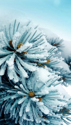 природа зима снег ель деревья nature winter snow spruce trees