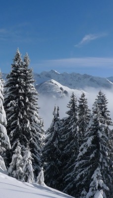 природа деревья зима снег nature trees winter snow