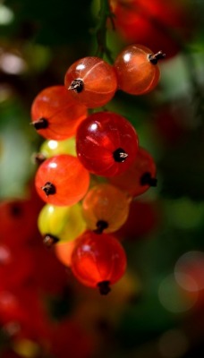 природа ягоды смородина nature berries currant