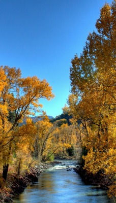 природа деревья река осень nature trees river autumn