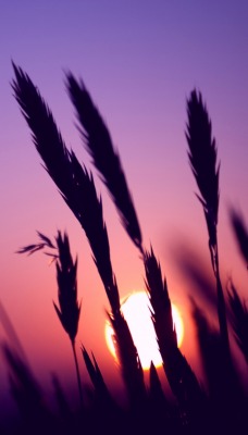 закат поле рожь sunset field rye